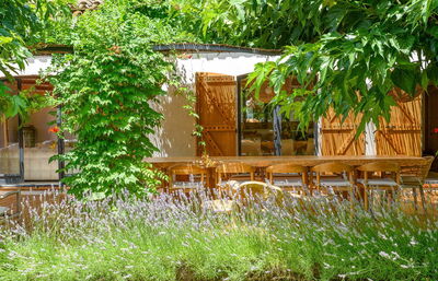 Villa Cicadis, Lavendel im Garten