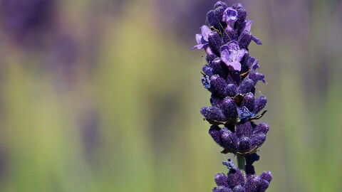 Lavendel