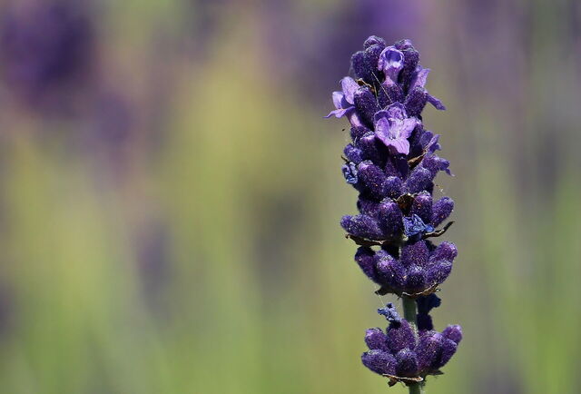 Lavendel