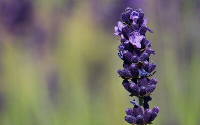 Lavendel