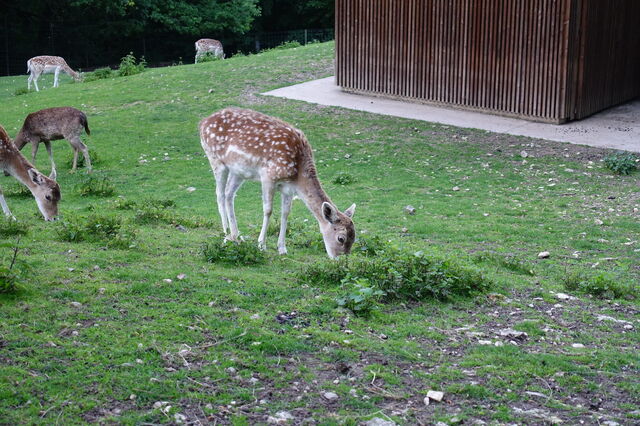 Parc Animalier de la Grande Jeanne, Reh