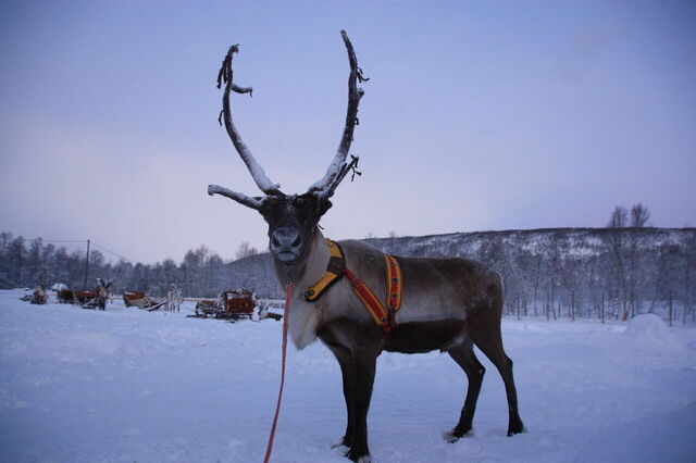 Rentier in Lappland
