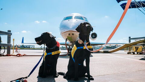Hunde sind bereit für den Flug
