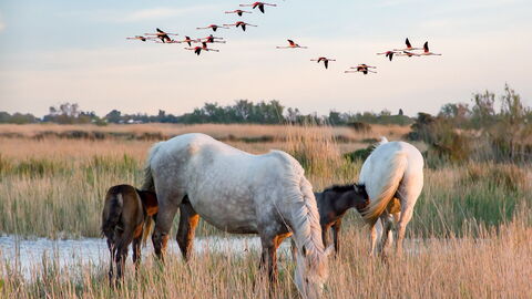 Pferde in der Camargue
