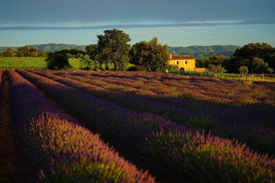 Landschaft der Provence