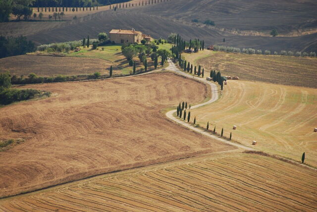 Eine mit Zypressen gesäumte Straße und Weizenfelder im Orcia Tal