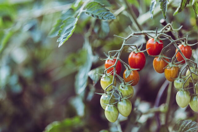 Tomaten