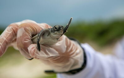 Eine Baby Schildkröte