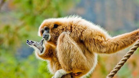 Weißhandgibbon
