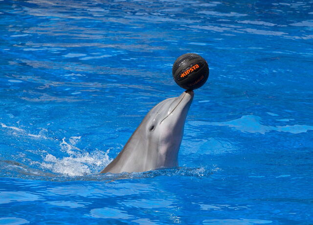 Ein Delfin im Palmitos Park