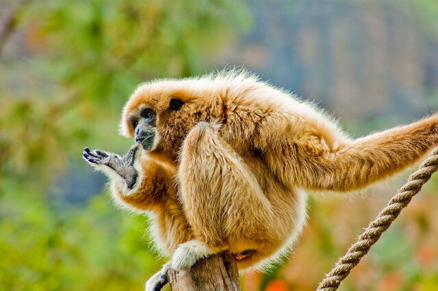 Weißhandgibbon