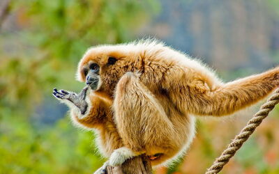 Weißhandgibbon