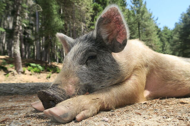 Ein Wildschweinchen auf Korsika
