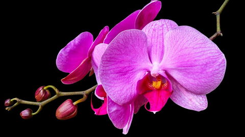 Eine rosafarbige Orchidee