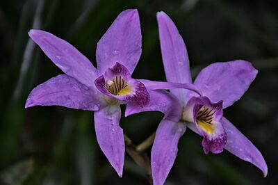 Eine lilafarbige Orchidee