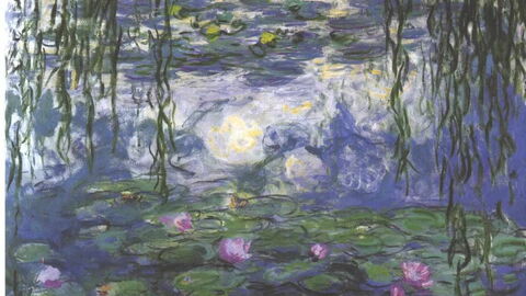 Wasserlilien