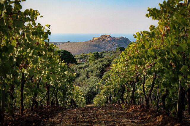 Weinberge, Sizilien