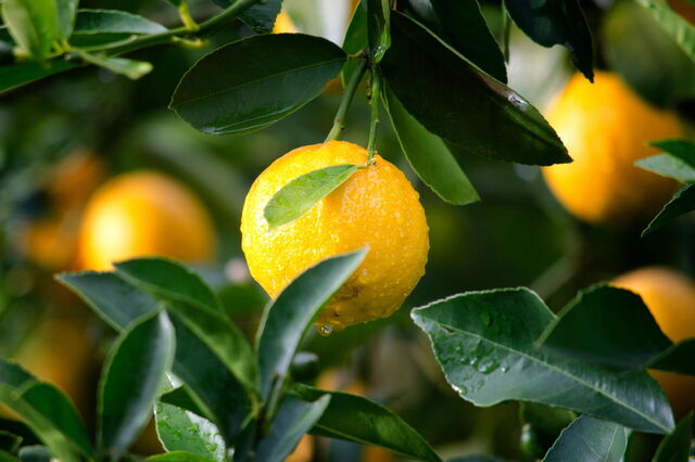 Orangen