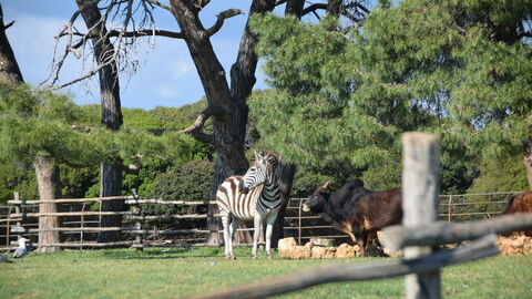 Brijuni Safaripark