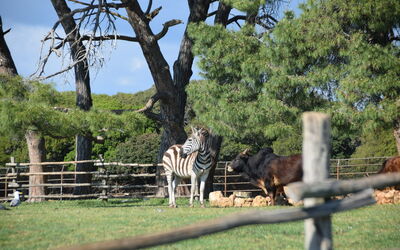 Brijuni Safaripark