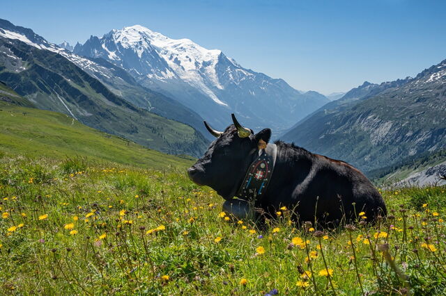 Eine Alpenkuh in Chamonix