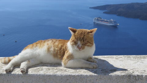 Katze
