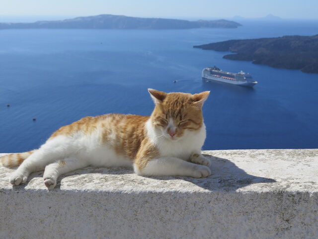 Katze