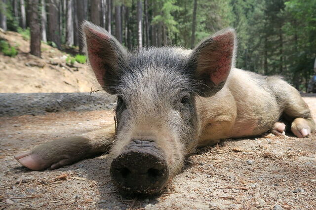 Ein Wildschwein auf Korsika