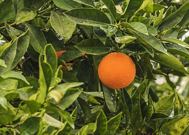 Orangen auf Kreta