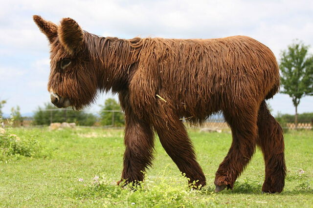 Ein Poitou Baby