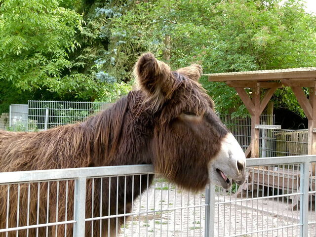 Poitou Esel