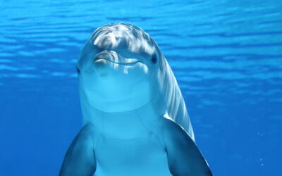 Delfin