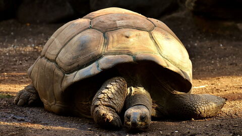 Riesenschildkröte