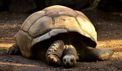 Riesenschildkröte