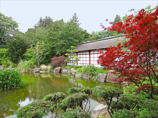 Jardin Japonais de l'Île de Versailles, Ahorn