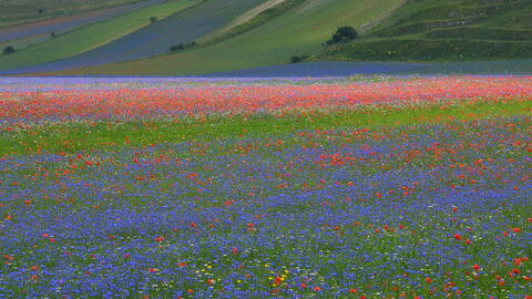 Piani di Castelluccio, Detail