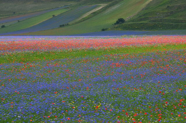 Piani di Castelluccio, Detail