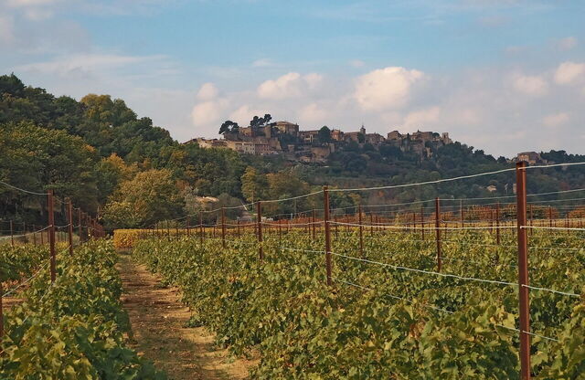 Ein Weinberg in der Provence