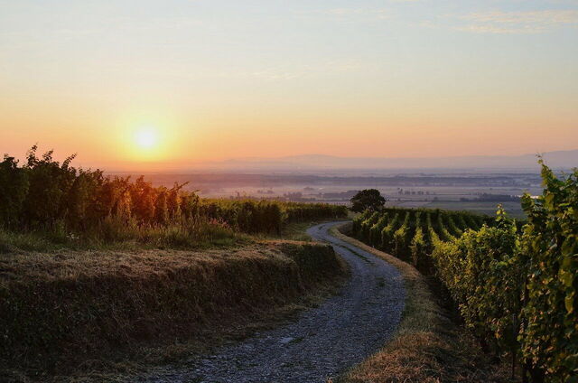 Ein Weinberg im Elsass