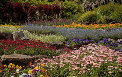 Blumen in der Villa Carlotta