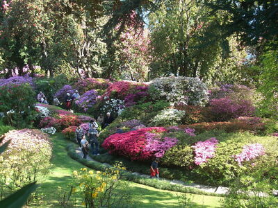 Villa Carlotta, Azaleen