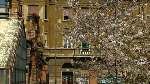 Botanischer Garten von Zagreb, Kirschblüten