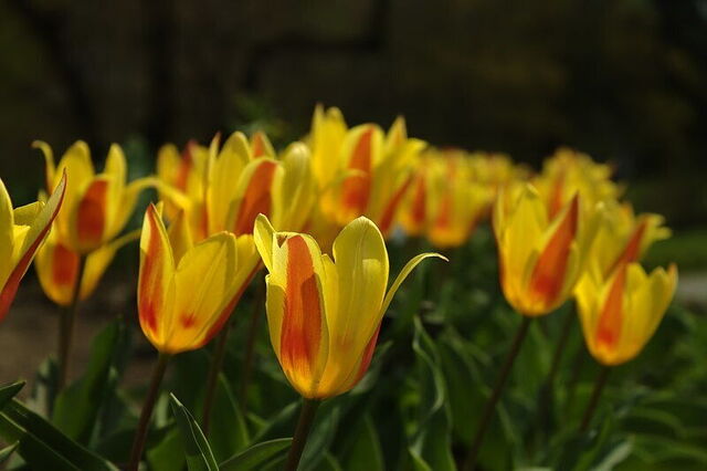 Botanischer Garten von Zagreb, Tulpen