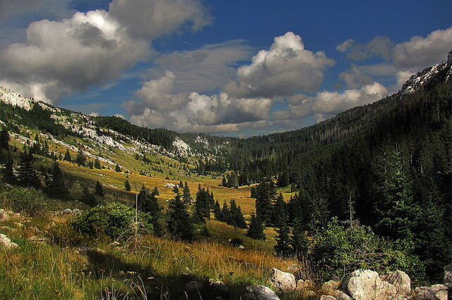 Wälder, Nördlicher Velebit Nationalpark
