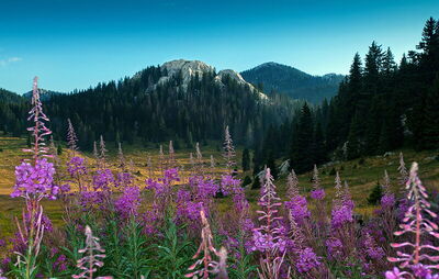 Blumen, Nördlicher Velebit Nationalpark