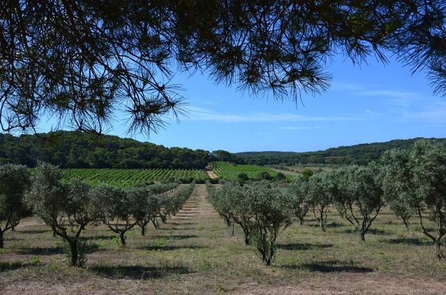 Olivenhain auf Porquerolles