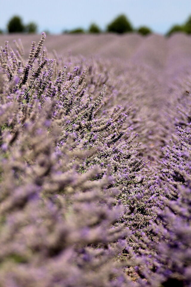 Lavendel, Ausschnitt