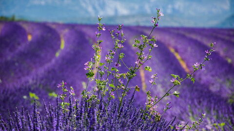 Lavendel in der Provence