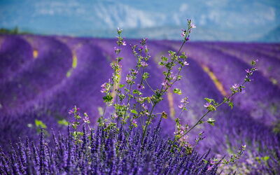 Lavendel in der Provence