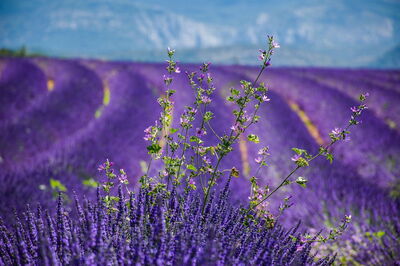 Lavendel in der Provence